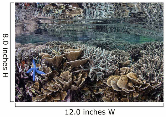 Fragile Corals Grow Shallow Wall Decal Design 12