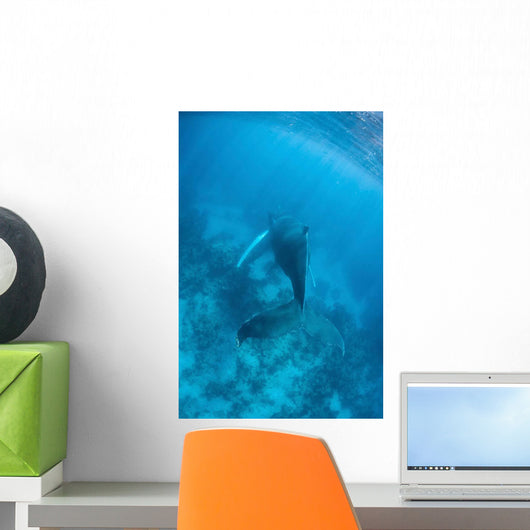 Humpback Whale Caribbean Sea Wall Decal Design 2