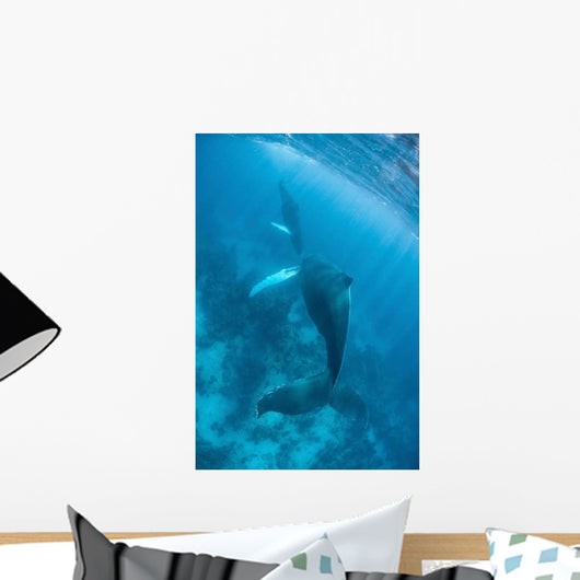 Humpback Whale and Her Wall Decal Design 2