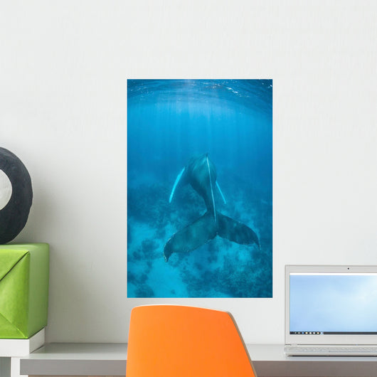 Humpback Whale Caribbean Sea Wall Decal Design 1
