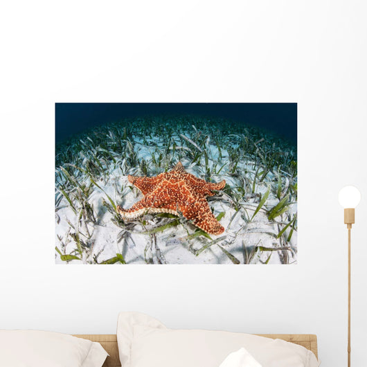 West Indian Starfish Seafloor Wall Decal Design 11