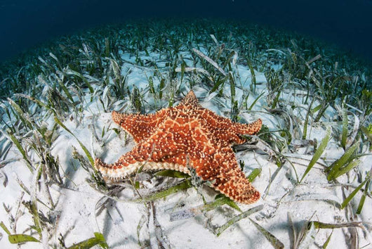 West Indian Starfish Seafloor Wall Decal Design 11