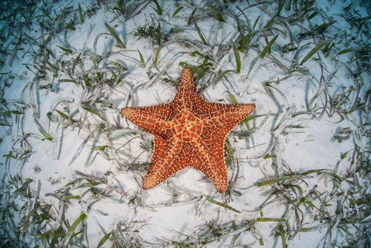 West Indian Starfish Seafloor Wall Decal Design 10