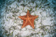 West Indian Starfish Seafloor Wall Decal Design 10