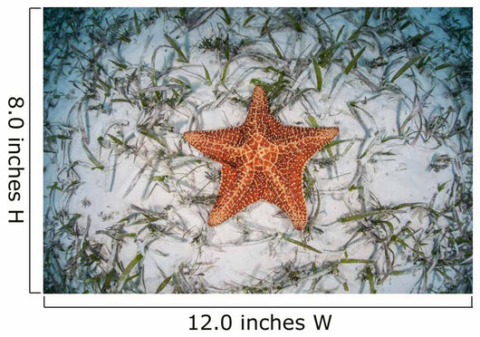 West Indian Starfish Seafloor Wall Decal Design 10