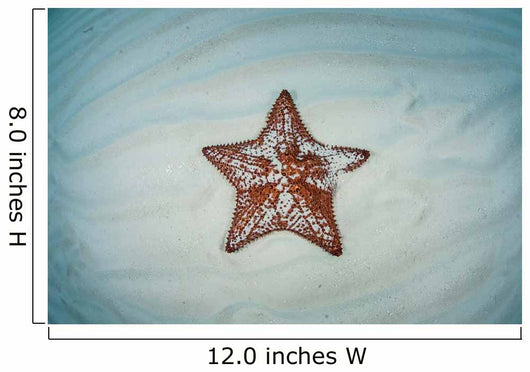 West Indian Starfish Seafloor Wall Decal Design 9