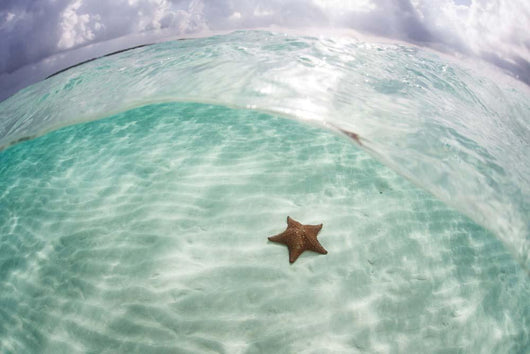 West Indian Starfish Seafloor Wall Decal Design 7