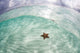 West Indian Starfish Seafloor Wall Decal Design 7