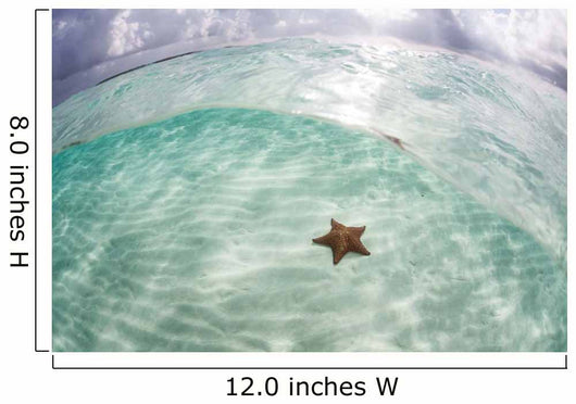 West Indian Starfish Seafloor Wall Decal Design 7
