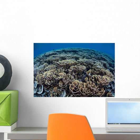 Fragile Corals Grow Shallow Wall Decal Design 5