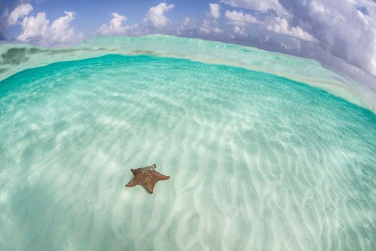 West Indian Starfish Seafloor Wall Decal Design 6