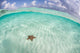West Indian Starfish Seafloor Wall Decal Design 6