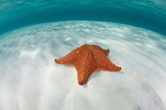 West Indian Starfish Seafloor Wall Decal Design 5
