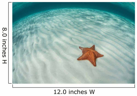West Indian Starfish Seafloor Wall Decal Design 4