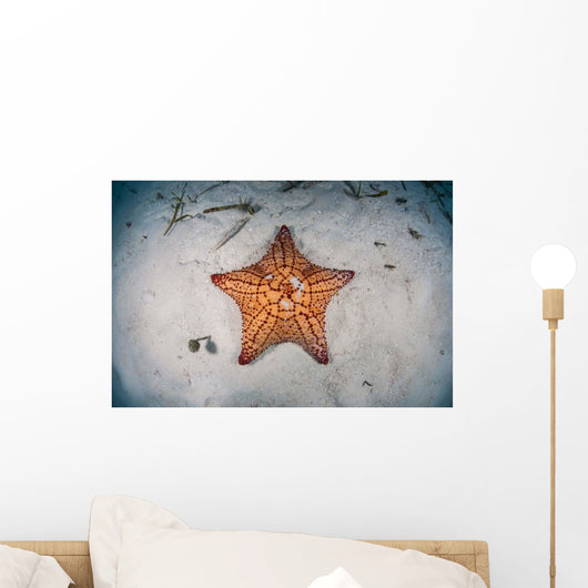 West Indian Starfish Seafloor Wall Decal Design 2