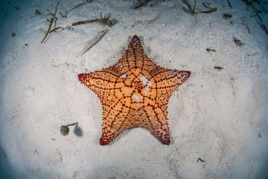West Indian Starfish Seafloor Wall Decal Design 2