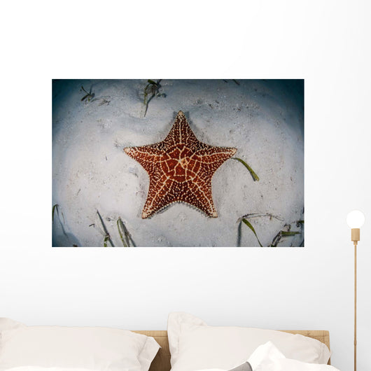 West Indian Starfish Seafloor Wall Decal Design 1