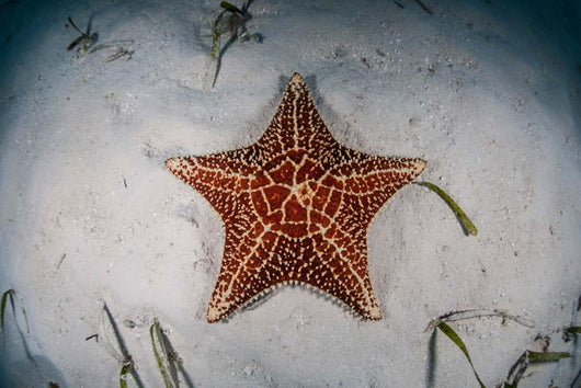 West Indian Starfish Seafloor Wall Decal Design 1