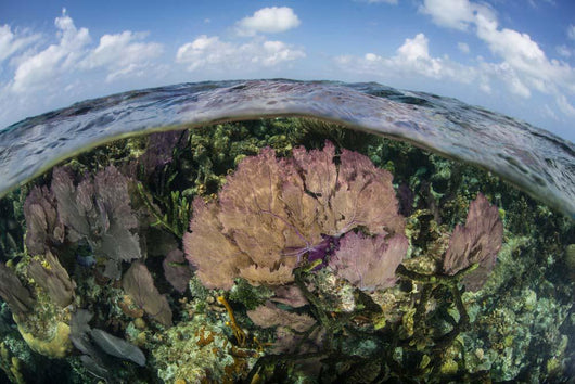 Gorgonians and Reef-building Corals Wall Decal Design 3