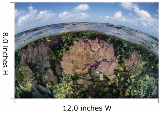 Gorgonians and Reef-building Corals Wall Decal Design 3