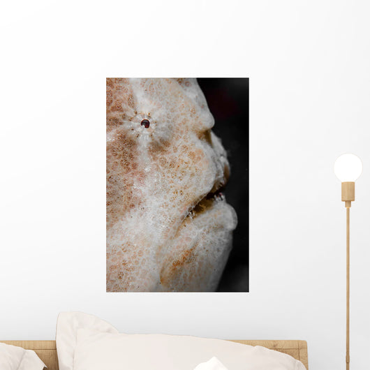 Eye Giant Frogfish Wall Decal Design 2