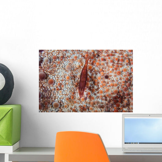Tiny Shrimp Lives Pin Wall Decal