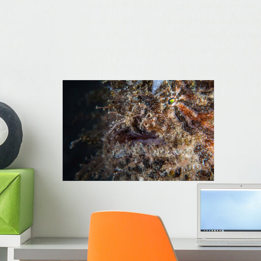 Hairy Frogfish Waits to Wall Decal Design 1