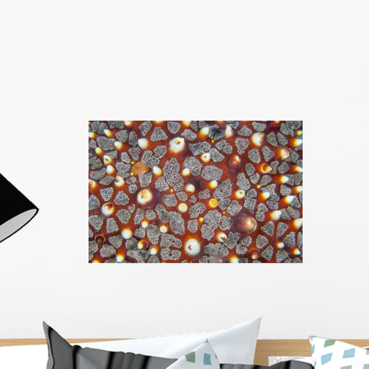 Detail Sea Star Reef Wall Decal