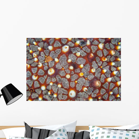 Detail Sea Star Reef Wall Decal