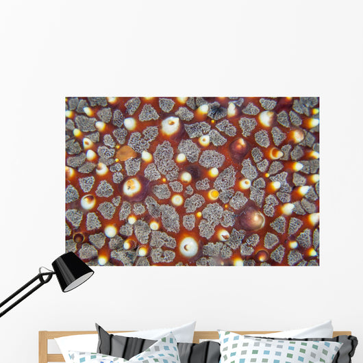 Detail Sea Star Reef Wall Decal