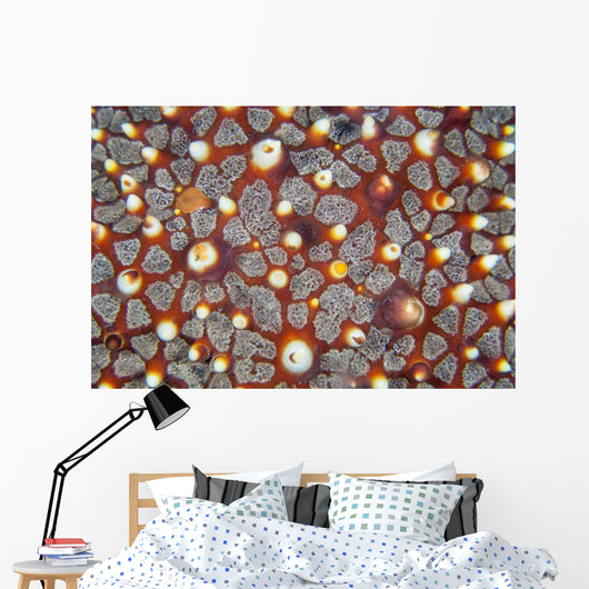 Detail Sea Star Reef Wall Decal