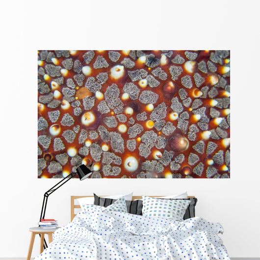 Detail Sea Star Reef Wall Decal