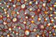 Detail Sea Star Reef Wall Decal