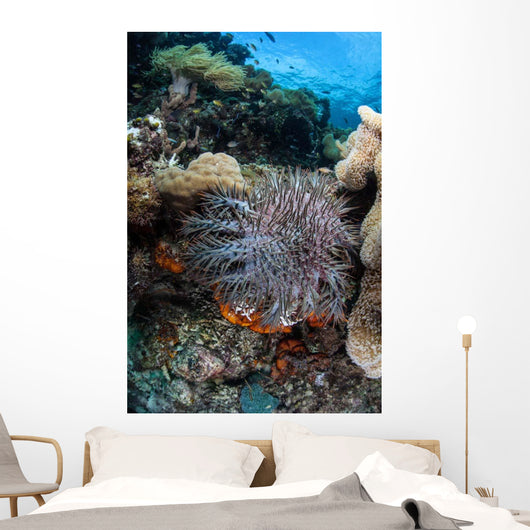 Crown-of-thorns Starfish Reef Indonesia Wall Decal