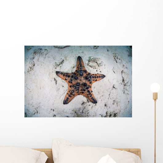 Colorful Chocolate Chip Sea Wall Decal Design 2