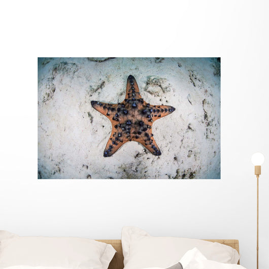 Colorful Chocolate Chip Sea Wall Decal Design 2