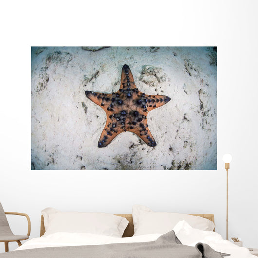 Colorful Chocolate Chip Sea Wall Decal Design 2