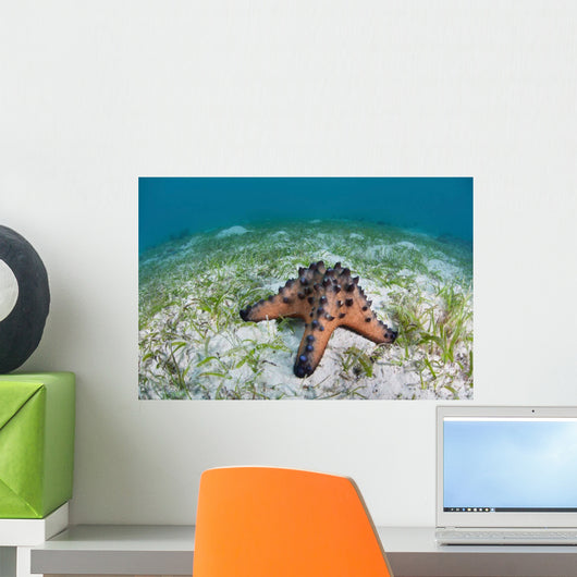 Colorful Chocolate Chip Sea Wall Decal Design 1