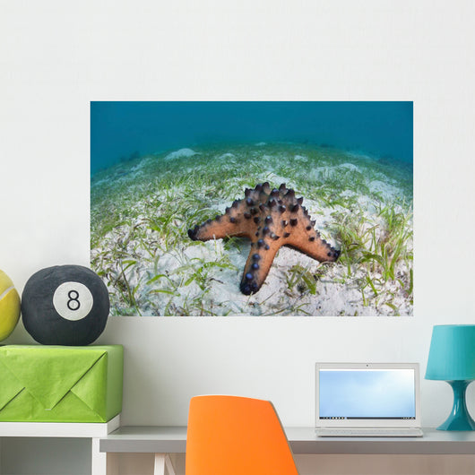 Colorful Chocolate Chip Sea Wall Decal Design 1