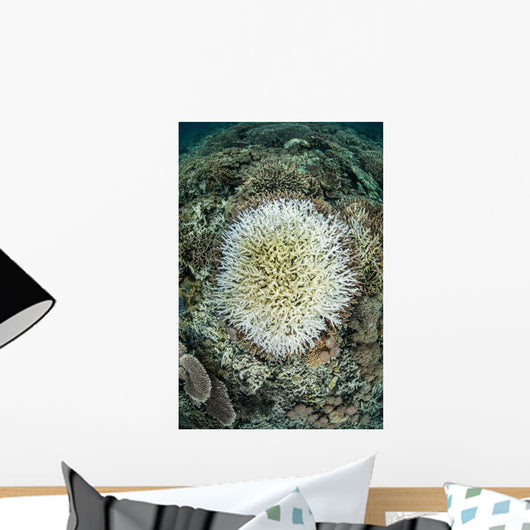Coral Colonies Are Beginning Wall Decal Design 1