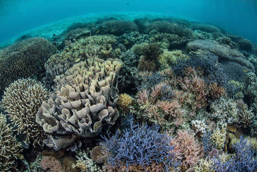 Colorful Corals near Island Wall Decal