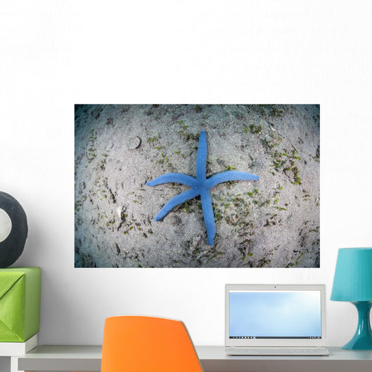 Blue Starfish Sandy Seafloor Wall Decal