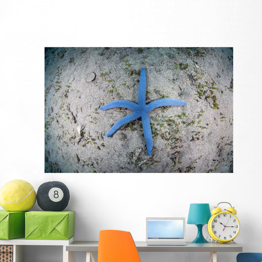 Blue Starfish Sandy Seafloor Wall Decal