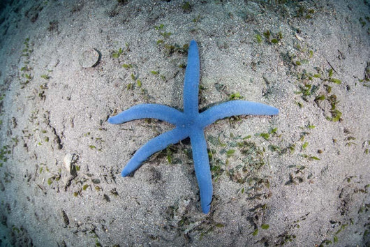 Blue Starfish Sandy Seafloor Wall Decal