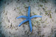 Blue Starfish Sandy Seafloor Wall Decal