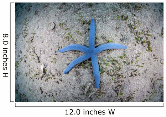 Blue Starfish Sandy Seafloor Wall Decal