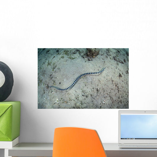 Banded Sea Snake Swims Wall Decal