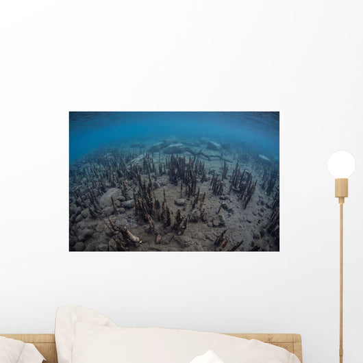 Mangrove Roots Rise from Wall Decal Design 2