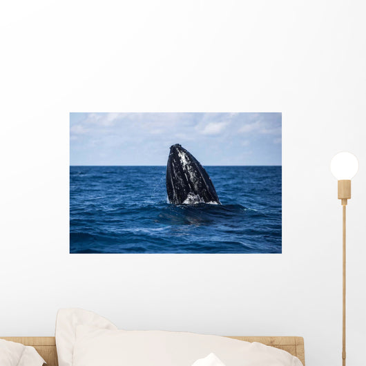 Humpback Whale Begins to Wall Decal Design 2