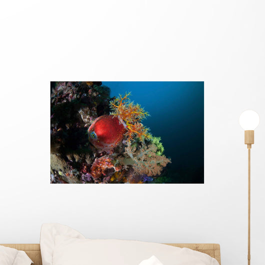 Colorful Sea Apple Clings Wall Decal Design 2